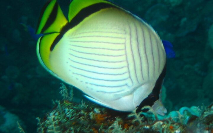 Vagabond butterflyfish swimming in a coral reef habitat
